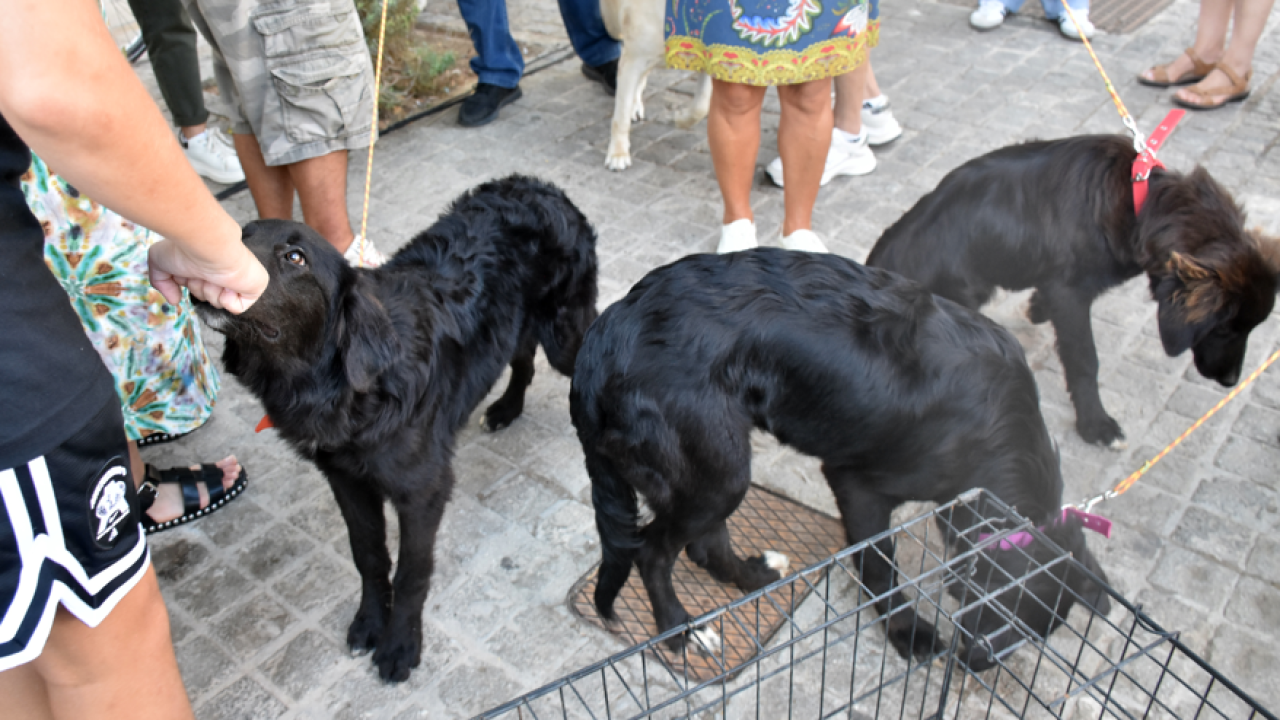 Θεσσαλονίκη: Μαζική θανάτωση σκύλων με δηλητηριασμένα δολώματα στην Χαλκιδική