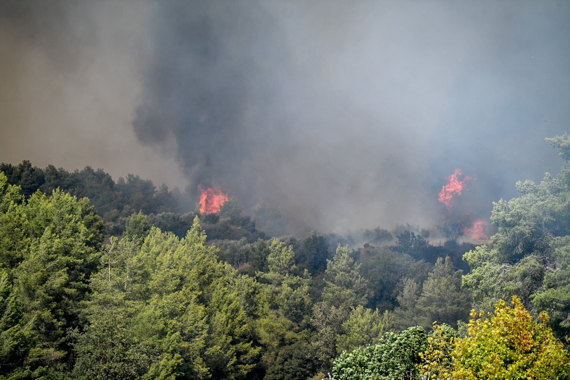 Δασική πυρκαγιά στην Ηλεία