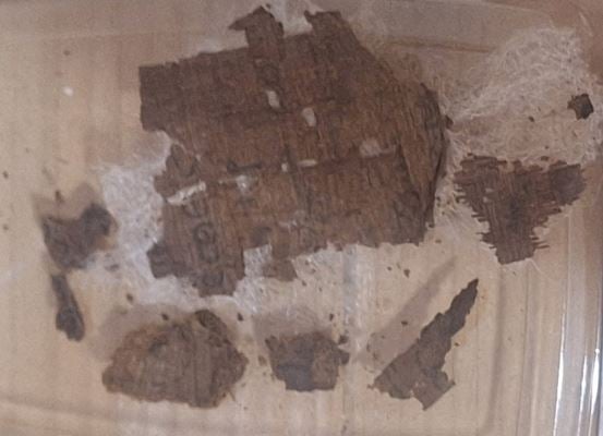 Ανακαλύφθηκε πάπυρος με την Ιλιάδα μέσα σε αιγυπτιακή μούμια