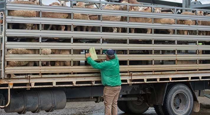 Αίτημα αποζημίωσης για την απόρριψη συκωταριών αμνοεριφίων