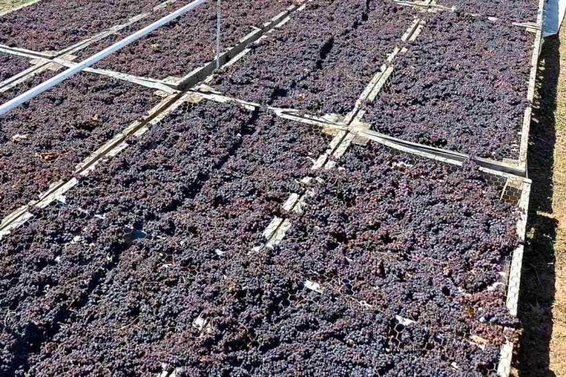 Αναδιάρθρωση και στήριξη ζητούν οι παραγωγοί κορινθιακής σταφίδας