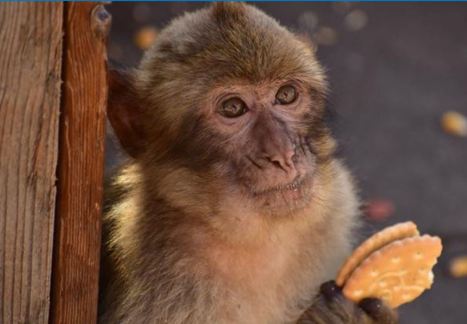 Μαϊμούδες αυτοθεραπεύουν τις στομαχικές διαταραχές τρώγοντας χώμα