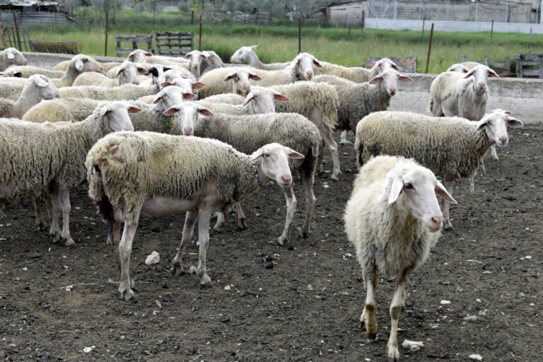 Προσοχή σε απόπειρες τηλεφωνικής εξαπάτησης με πρόσχημα τον αφθώδη συνιστά το ΥΠΑΑΤ