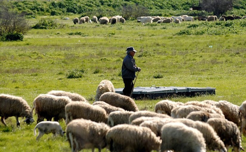 Aκατάσχετες και αφορολόγητες οι αποζημιώσεις κτηνοτρόφων Λέσβου