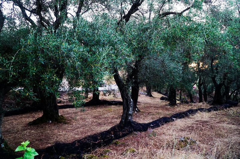 «Δηλώθηκαν ελαιόδεντρα στους πρόποδες του Βιτσίου, στα 1.100 μέτρα υψόμετρο» – News.gr