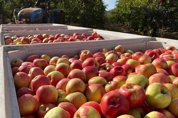 Ενδεχόμενο σημαντικής αύξησης της τιμής των μήλων στην Ευρώπη λόγω προβλημάτων με παγετό στην Πολωνία