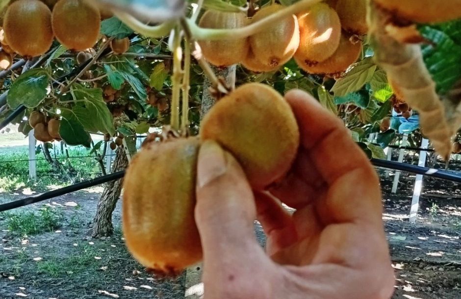 Το ορθό αραίωμα καθοριστικό για βελτίωση του μεγέθους του ακτινιδίου