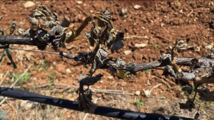 Χάνεται η οινική χρονιά φέτος για τη Νεμέα, πολύ μεγάλες οι καταστροφές του παγετού της 3ης Μαΐου