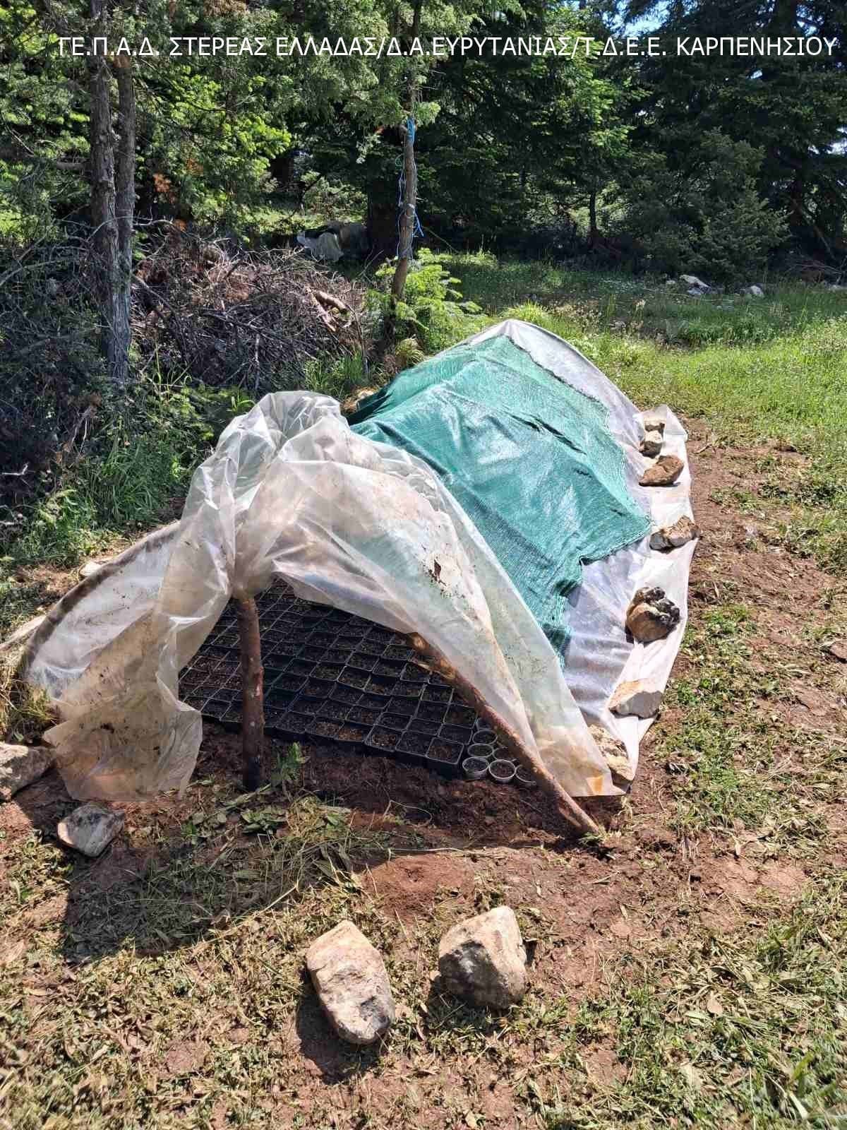 Φυτεία κάνναβης σε 4 στρέμματα δάσους