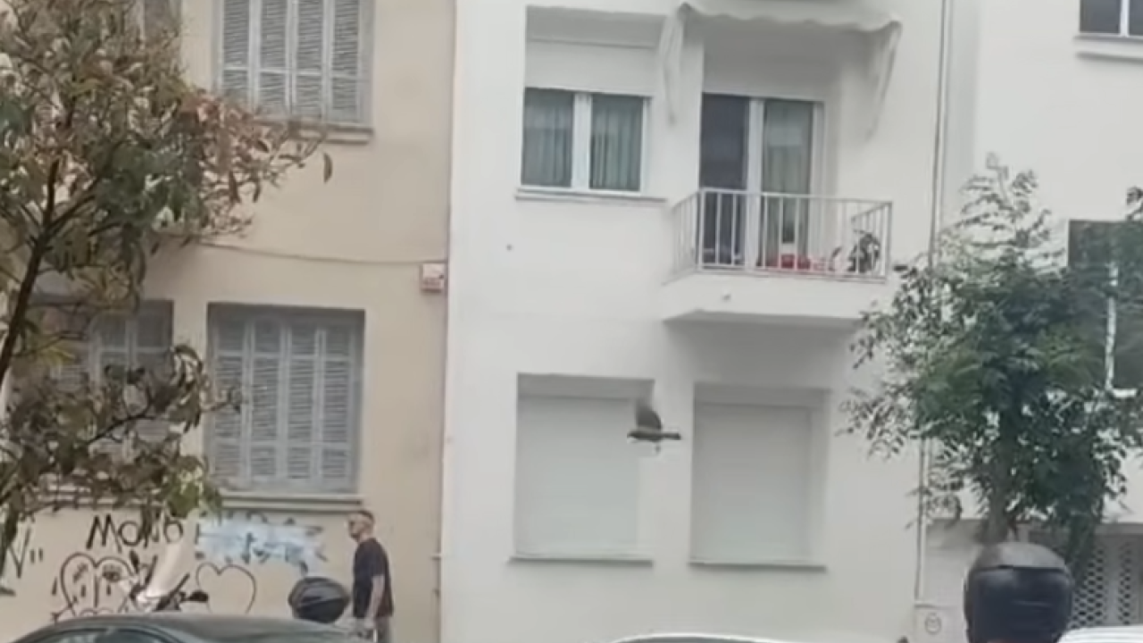Κοράκι επιτίθεται και τραυματίζει ελαφρά περαστικούς στο κέντρο της Θεσσαλονίκης