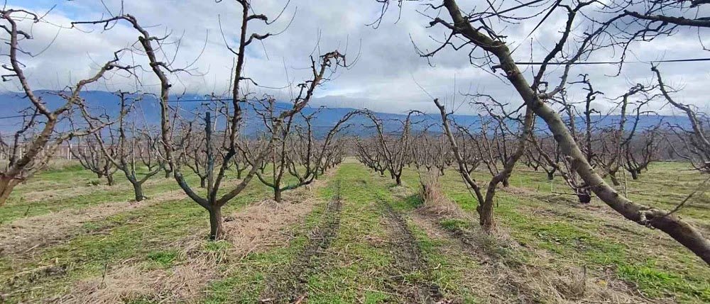 Σε συναγερμό Πέλλα και Ημαθία για παραμορφωμένους καρπούς και ξερές βέργες στις ροδακινιές
