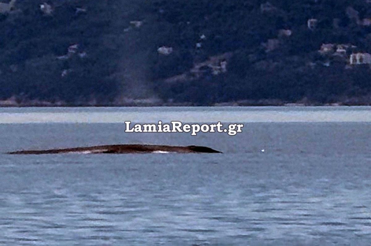 Φάλαινα 9 μέτρων έκανε βόλτες ανοιχτά του Θεολόγου στον Βόρειο Ευβοϊκό (βίντεο)