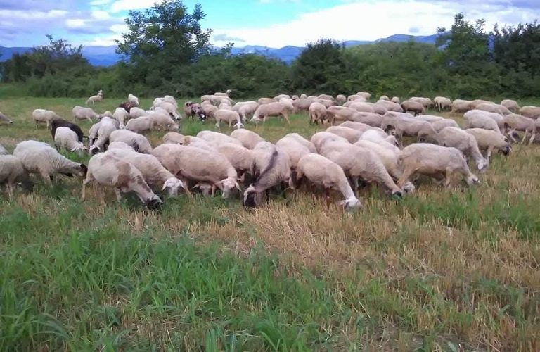 Δέκα τα νέα κρούσματα ευλογιάς το Μάιο, αυστηρή εφαρμογή των μέτρων το καλοκαίρι συστήνει το ΥΠΑΑΤ