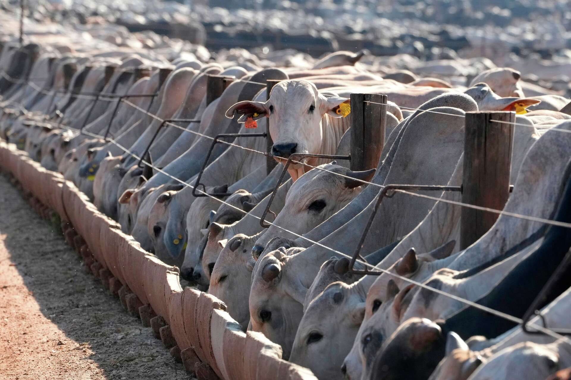 Συμμόρφωση με υγειονομικούς κανόνες ΕΕ διαφορετικά «στοπ» εξαγωγών κρέατος από Σεπτέμβρη λέει η Κομισιόν στην Βραζιλία