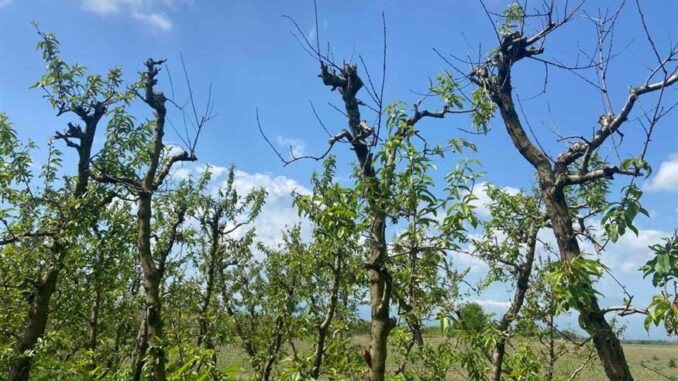 Ανησυχούν παραγωγοί ροδάκινων και βερίκοκων για τις «ξερές βέργες»