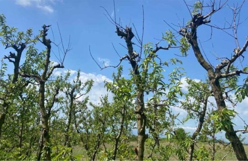 Διευκρινίσεις από την Διεπαγγελματική ροδακίνου για τη σύγχυση με τις ξερές βέργες και τους παραμορφωμένους καρπούς