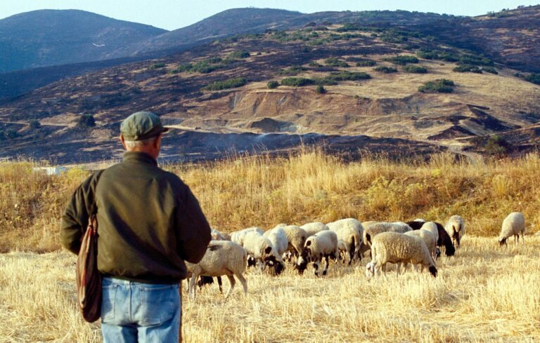 Η πανεπιστημιακή κοινότητα ζητά επιτηρούμενες μετακινήσεις αιγοπροβάτων στα θερινά βοσκοτόπια