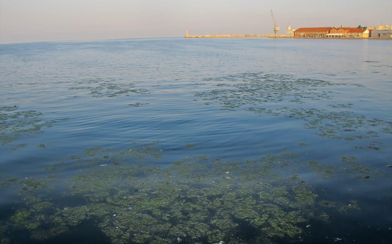 Σε διαγωνισμό για την αντιμετώπιση του φυτοπλαγκτόν προσανατολίζονται φορείς της πόλης