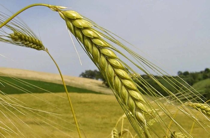 Προσπάθεια συμψηφισμού με διώξεις κατά παραγγελία στην υπόθεση του ΟΠΕΚΕΠΕ