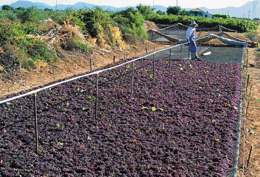 Αυξημένη έως 20% εκτιμάται η παραγωγή της κορινθιακής σταφίδας