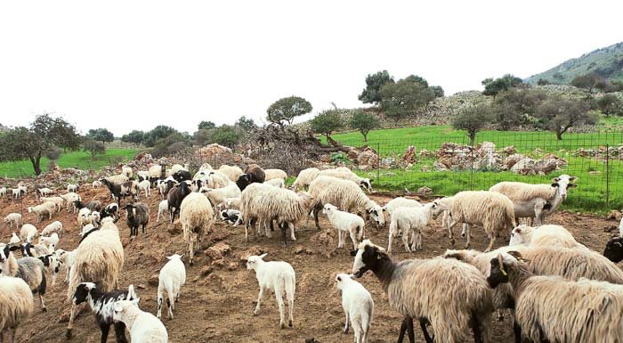 Με 7 νέα κρούσματα ευλογιάς μπήκε ο Ιούνιος, στα 119 αυτά του αφθώδους στη Λέσβο