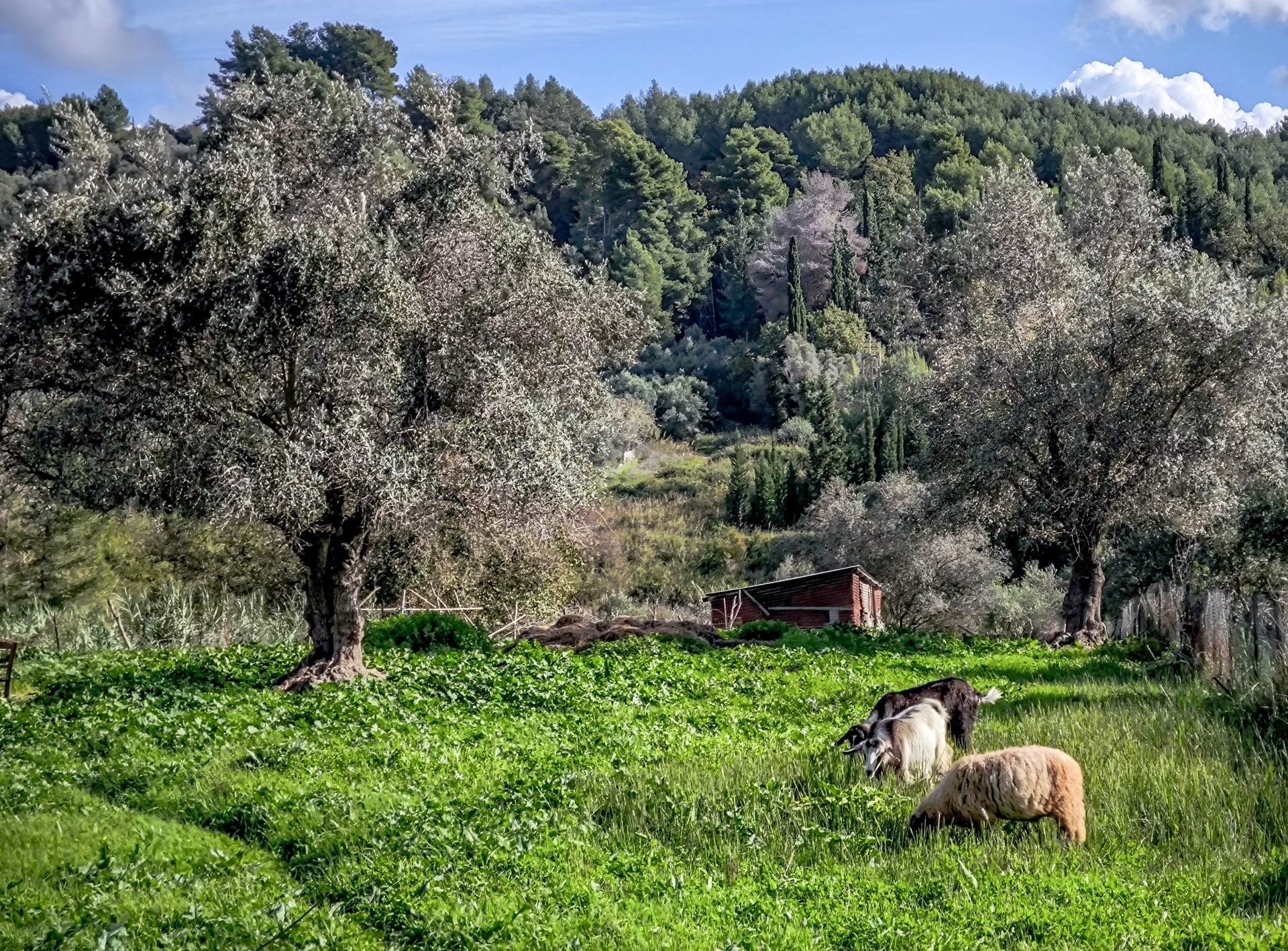 Παράταση στη διάθεση 79 στρατιωτικών κτηνιάτρων για την αντιμετώπιση ευλογιάς και αφθώδους πυρετού