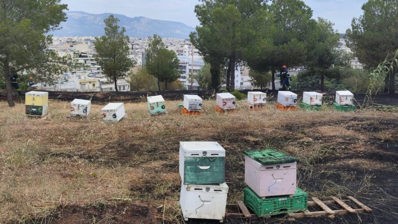 Συνελήφθη 45χρονος μελισσοκόμος για τη φωτιά στο Άλσος Βεΐκου