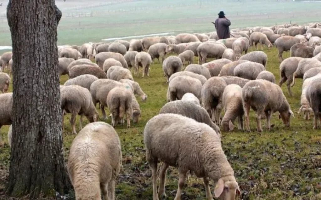 Αμφιβολίες για την αποτελεσματικότητα εγκυκλίων και απαγορεύσεων στην αντιμετώπιση επιζωοτιών εκφράζει το ΑΠΘ
