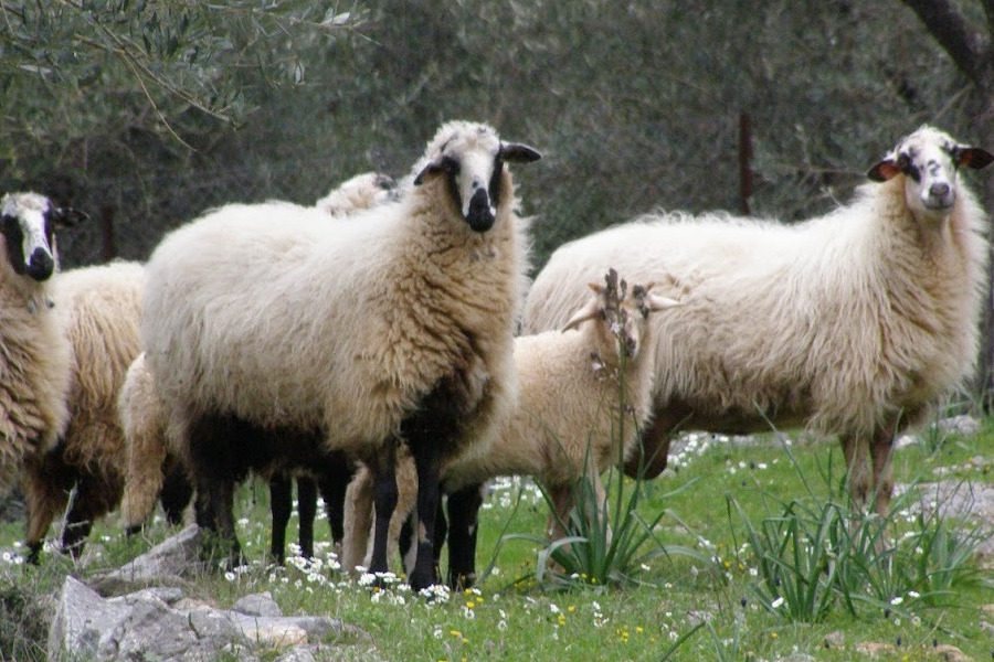 Παρεκκλίσεις από ΕΕ για βόσκηση κοπαδιών σε θερινούς βοσκότοπους ζητά ο Κόκκαλης