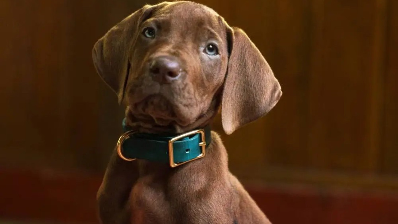 Scooby-Doo: Ο νέος σκύλος του Netflix δίχασε τους θαυμαστές πριν καν βγει η σειρά