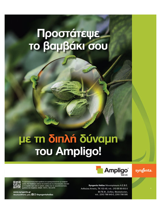 Κρίσιμη η φυτοπροστασία στο βαμβάκι τον Αύγουστο, η πρόβλεψη χτίζει τα κιλά