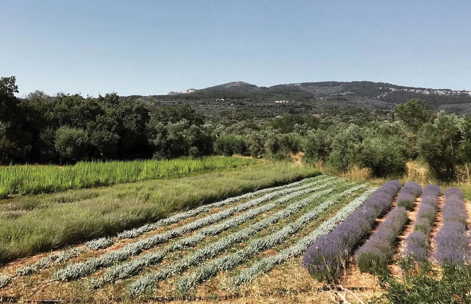 Η απογείωση των αρωματικών φυτών της Χίου από την Myrovolos Organics