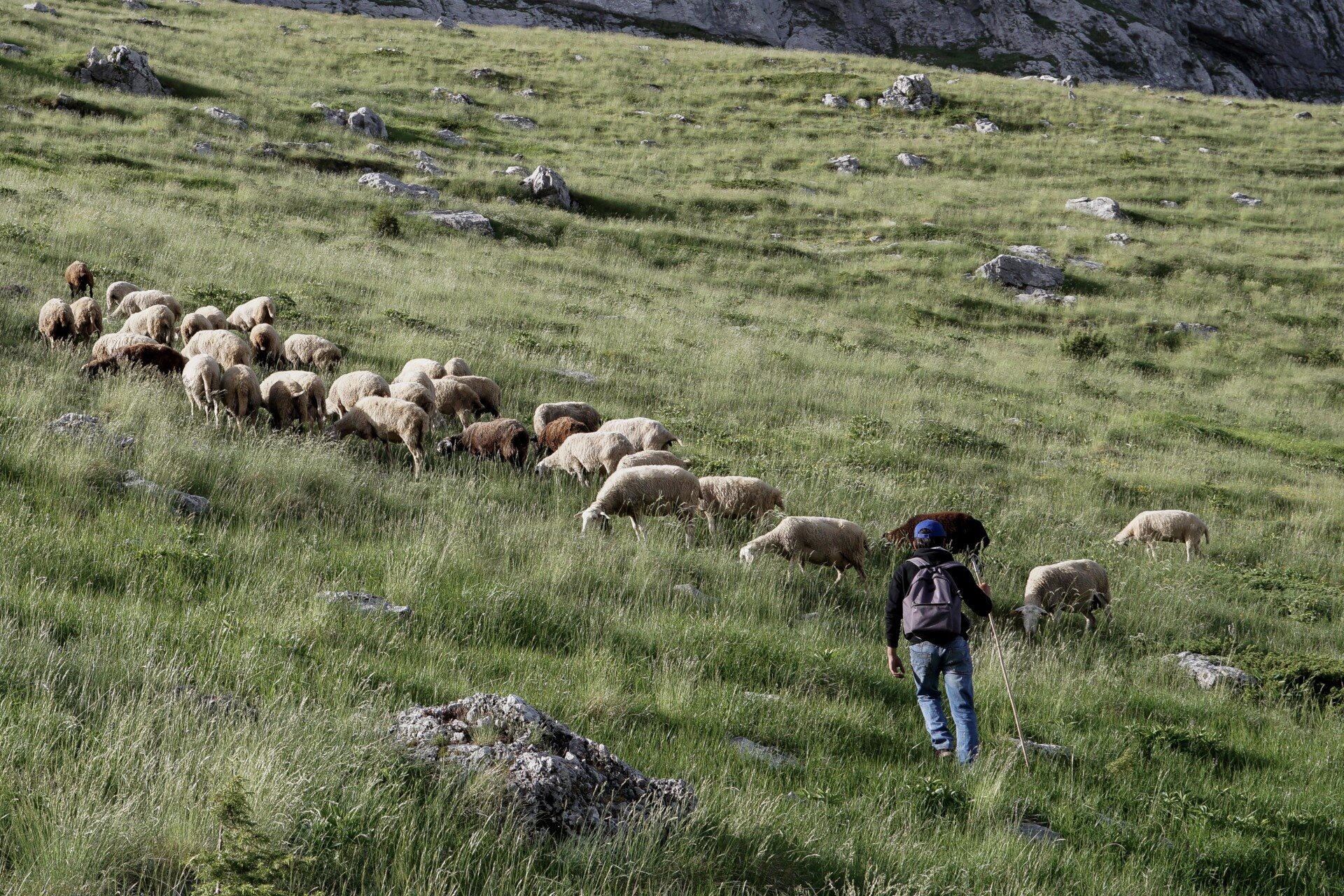 Συνάντηση με διοίκηση ΥΠΑΑΤ για τα θέματα της κτηνοτροφίας ζητά ο Πανλαρισαϊκός Αγροκτηνοτροφικός Σύλλογος