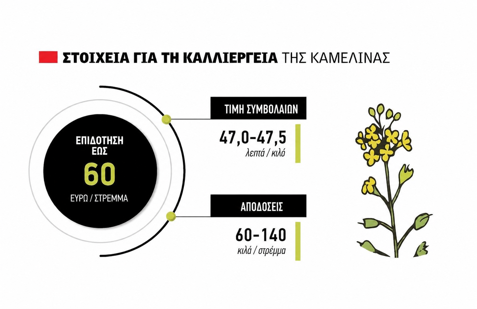 Χρονιά ορόσημο για την καμελίνα, δέλεαρ επιδότηση 60 ευρώ το στρέμμα και η κλειστή τιμή στα 47,5 λεπτά