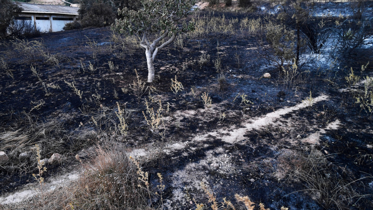 Μεγάλες φωτιές και στην Αλγερία: Εκκενώθηκε νοσοκομείο με πάνω από 100 ασθενείς