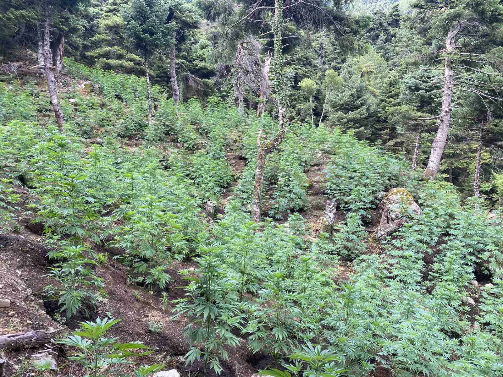 Μεγάλη φυτεία κάνναβης με πάνω από 4.600 δενδρύλλια εντοπίστηκε στη Φθιώτιδα
