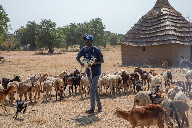 Νέα παγκόσμια πρωτοβουλία FAO για την αντιμετώπιση διασυνοριακών ζωονόσων