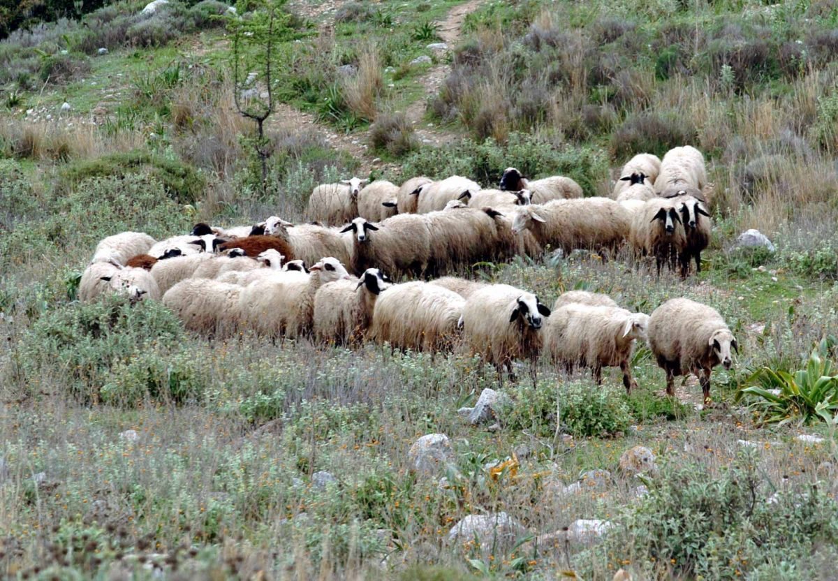 Τεκμηριωμένο πρόγραμμα στήριξης από ΕΕ για πληγέντες κτηνοτρόφους από ζωονόσους ζητά η ΕΘΕΑΣ