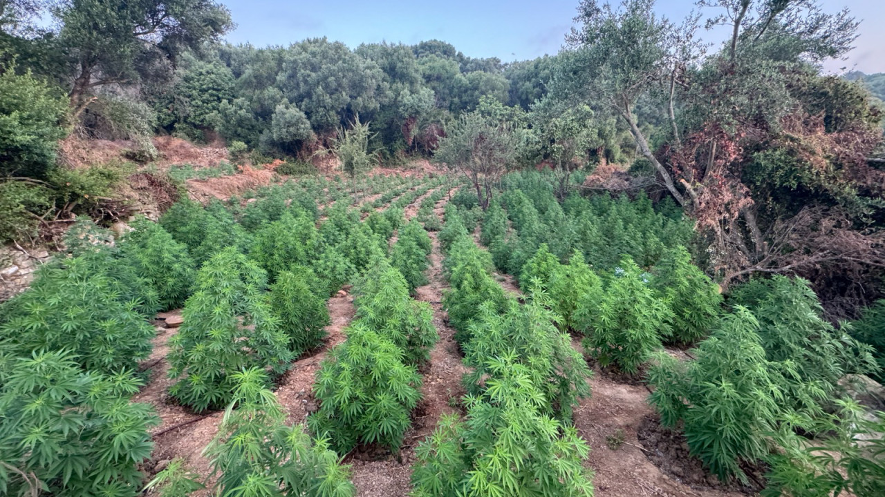 Συνελήφθη άνδρας για καλλιέργεια δενδρυλλίων κάνναβης στην Αττική