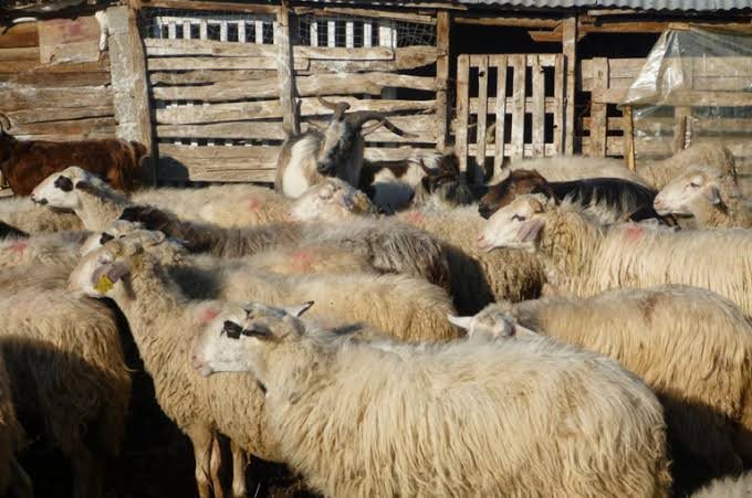 Εννέα κρούσματα ευλογιάς στην Πελοπόννησο