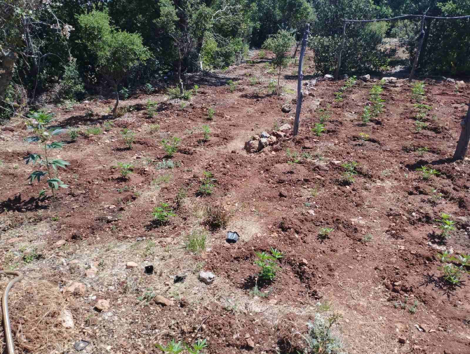 Θα κέρδιζαν 3 εκατ. ευρώ από φυτεία 1.500 δενδρυλλίων κάνναβης