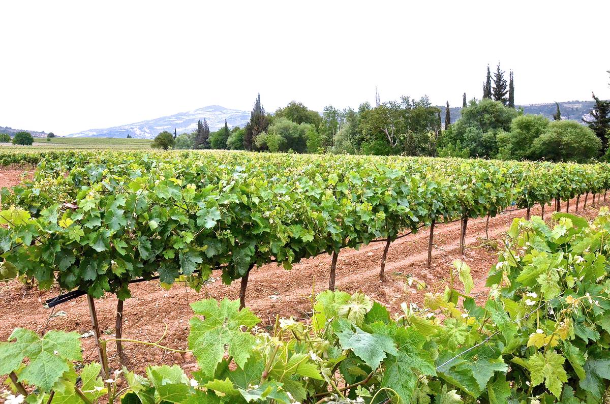 Σε συναγερμό για διαφύλαξη των πόρων των τομεακών οίνου της ΚΑΠ