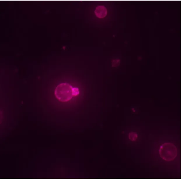 Cell