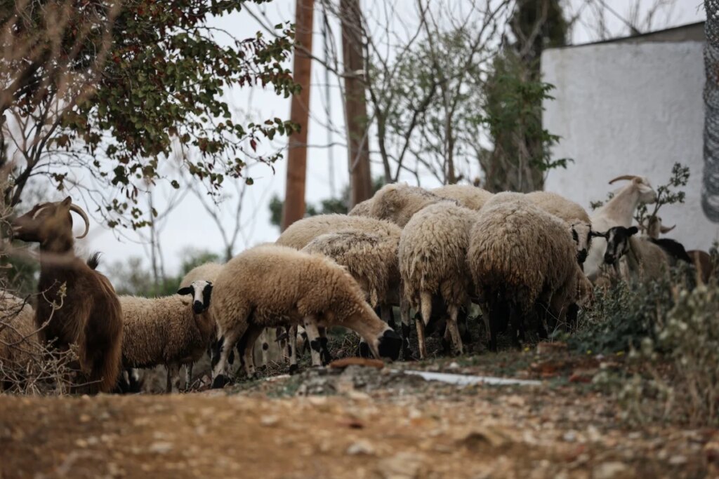 Επίθεση αρκούδας σε κτηνοτροφική μονάδα στην Κοζάνη