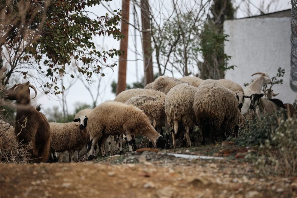 Επίθεση αρκούδας σε κτηνοτροφική μονάδα στην Κοζάνη