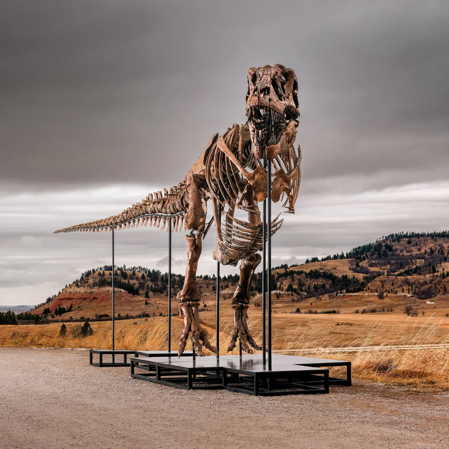Ο T. Rex που μπορεί να σπάσει κάθε ρεκόρ