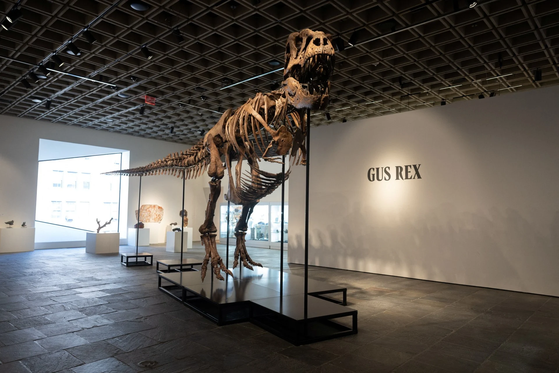 Πώληση-ρεκόρ ενός σκελετού T-Rex έναντι 50,1 εκατομμυρίων δολαρίων (Φωτό)