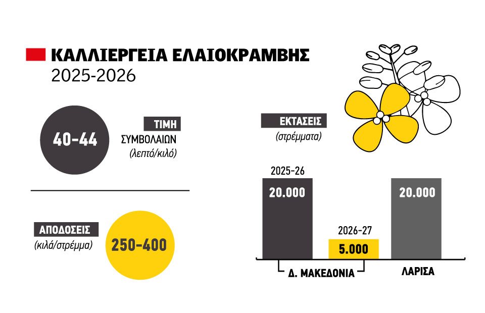 Θετικό ταμείο με τιμή στα 45 λεπτά για ελαιοκράμβη που καλοβλέπει συνδεδεμένη, πολλαπλασιασμός εκτάσεων