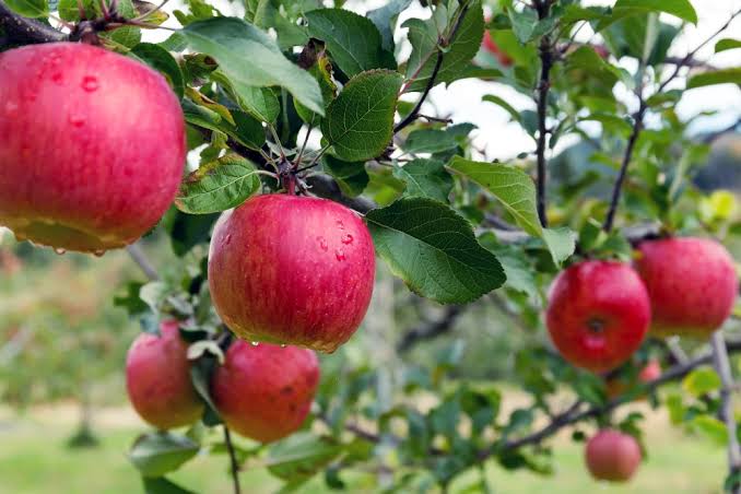 Με χαμηλό αριθμό συλλήψεων εξελίσσεται η 3η πτήση της καρπόκαψας στα μηλοειδή