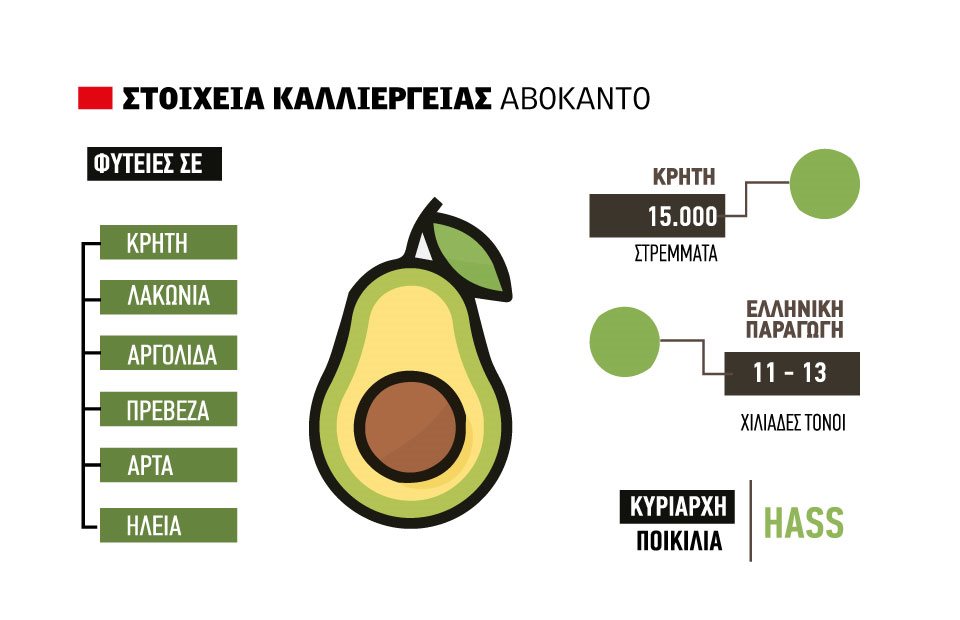 Όπου βρίσκει έδαφος αφήνει πρόσοδο μέχρι 3.000 ευρώ το στρέμμα το αβοκάντο